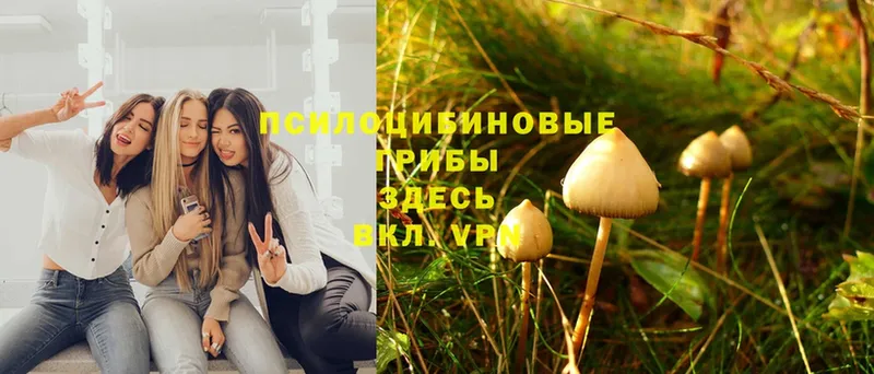 Галлюциногенные грибы Psilocybine cubensis  ссылка на мегу как войти  Буй 